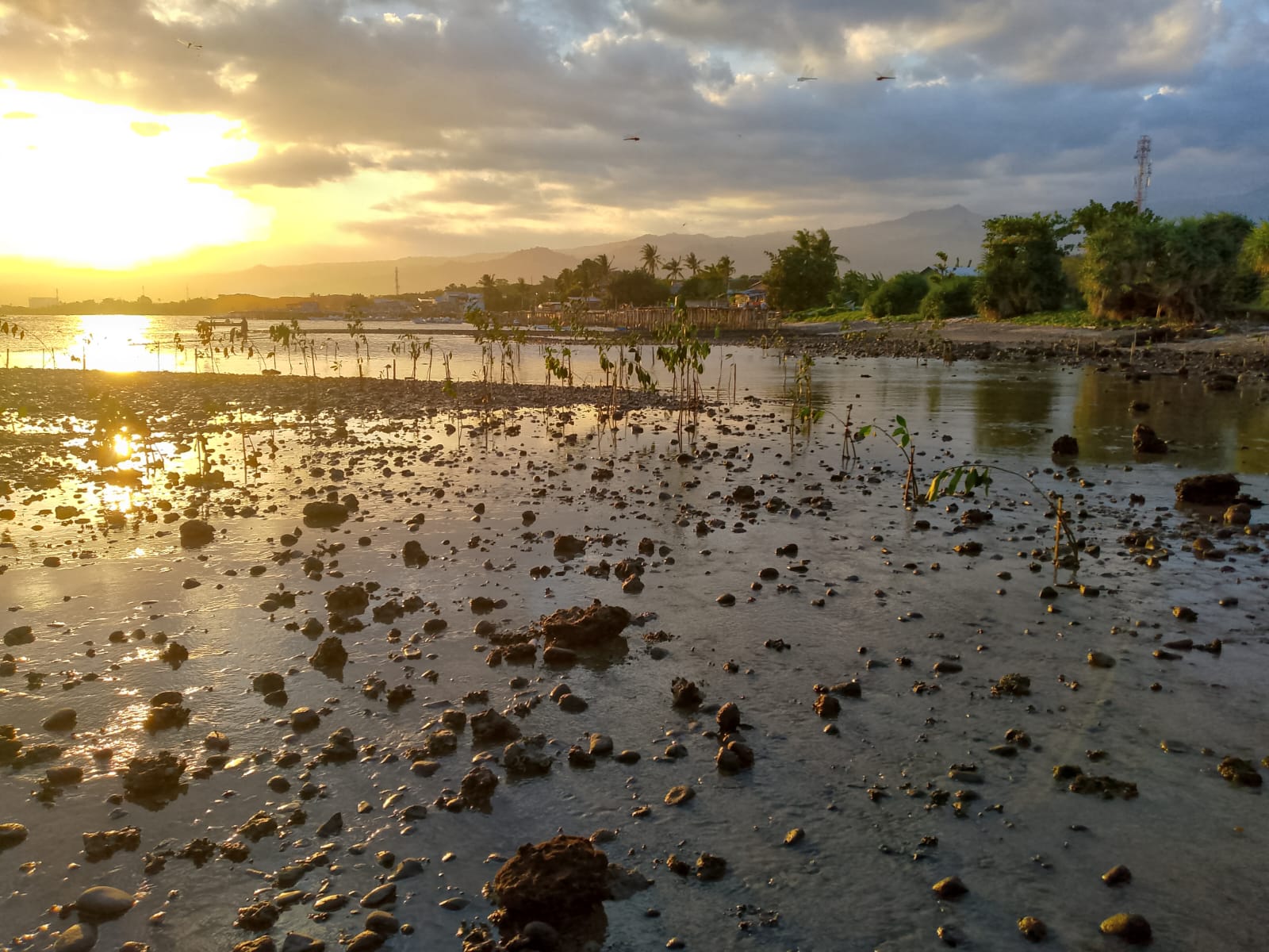 🌅 Senja Menyapa Ujung Labbu: Semangat RT-RW Kelurahan Lembang Menjaga Mangrove Demi Masa Depan Pesisir.